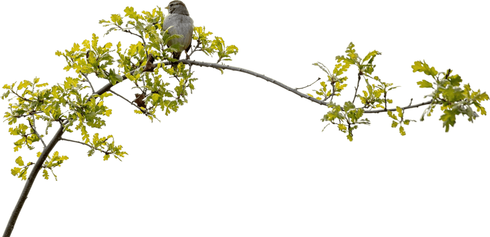 görsel